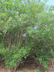 Vitex patula