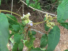 Vitex patula