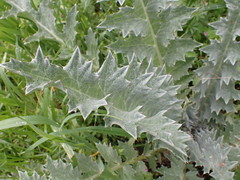 Onopordum bracteatum