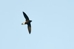 Hirundapus giganteus