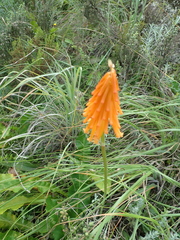 Kniphofia triangularis