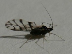 Neotoxoptera