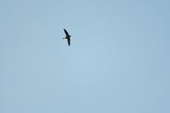 Hirundapus giganteus