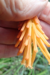 Kniphofia triangularis
