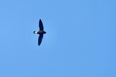 Hirundapus giganteus