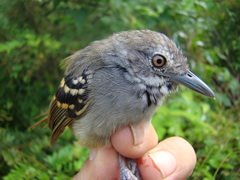 Epinecrophylla leucophthalma