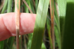 Kniphofia triangularis