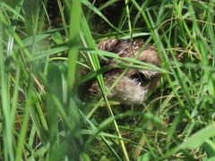 Amaurornis marginalis