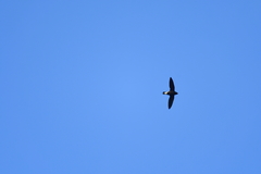 Hirundapus giganteus