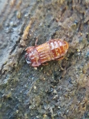 Micropeplus staphylinoides