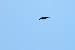 Hirundapus giganteus