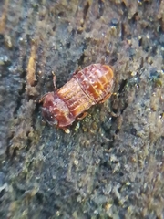 Micropeplus staphylinoides