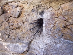 Segestria florentina