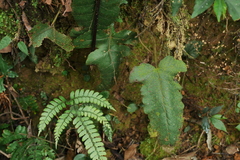 Stegnogramma wilfordii