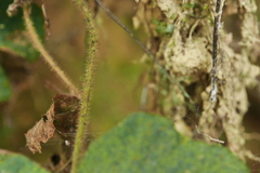 Stegnogramma wilfordii