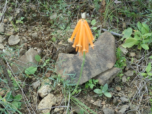 Image of Kniphofia triangularis by no rights reserved