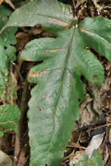 Stegnogramma wilfordii