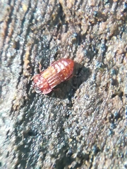 Micropeplus staphylinoides