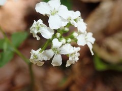 Cardamine trifolia