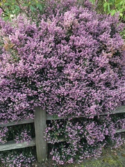 Calluna