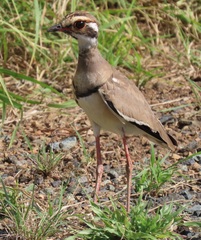 Rhinoptilus chalcopterus