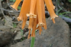 Kniphofia triangularis