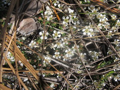 Pyxidanthera barbulata