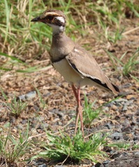 Rhinoptilus chalcopterus