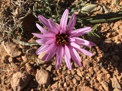 Pseudopodospermum undulatum