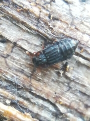 Micropeplus staphylinoides