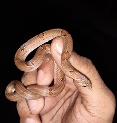 Oligodon taeniolatus