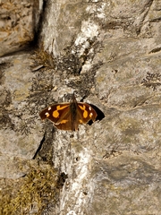 Libythea