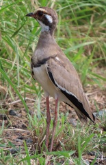 Rhinoptilus chalcopterus