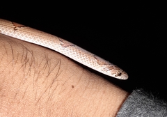 Oligodon taeniolatus