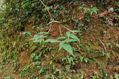 Lonicera hypoglauca