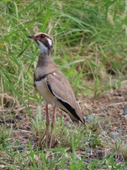 Rhinoptilus chalcopterus