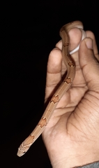 Oligodon taeniolatus