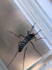 Aedes niveus