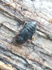 Micropeplus staphylinoides