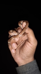 Oligodon taeniolatus