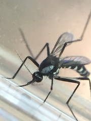 Aedes niveus