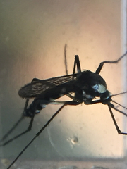 Aedes niveus
