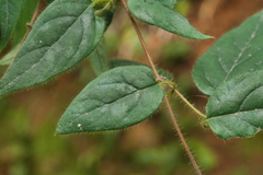 Lonicera hypoglauca