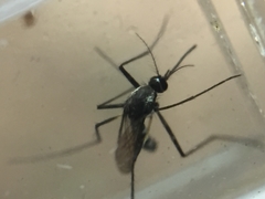 Aedes niveus