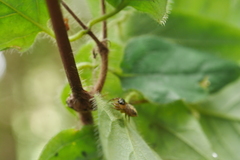Lonicera hypoglauca
