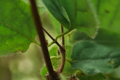 Lonicera hypoglauca
