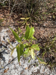 Asimina angustifolia