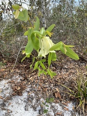 Asimina angustifolia