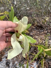 Asimina angustifolia