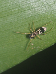 Emertonius exasperans